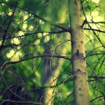 Fotografías con efecto Bokeh [Galería]